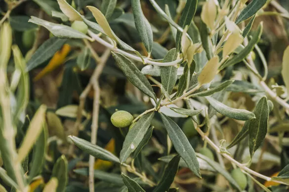 Things to do in Umbria Italy - Frantoio Fattoria Luca Palombaro olives