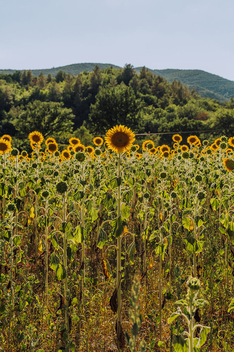 36 Wonderful Things to do in Umbria, Italy (PLUS Map of Umbria) 43 Things to do in Umbria Italy - Sunflower field