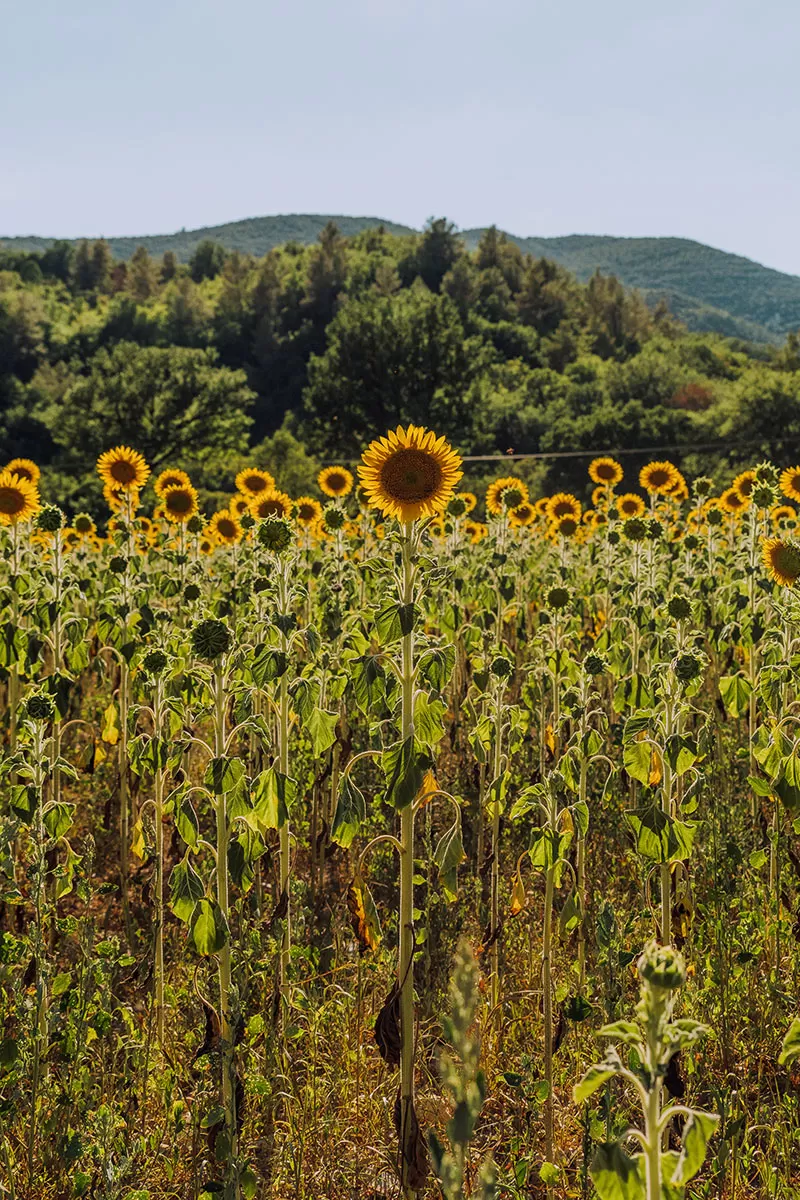 Things to do in Umbria Italy - Sunflower field