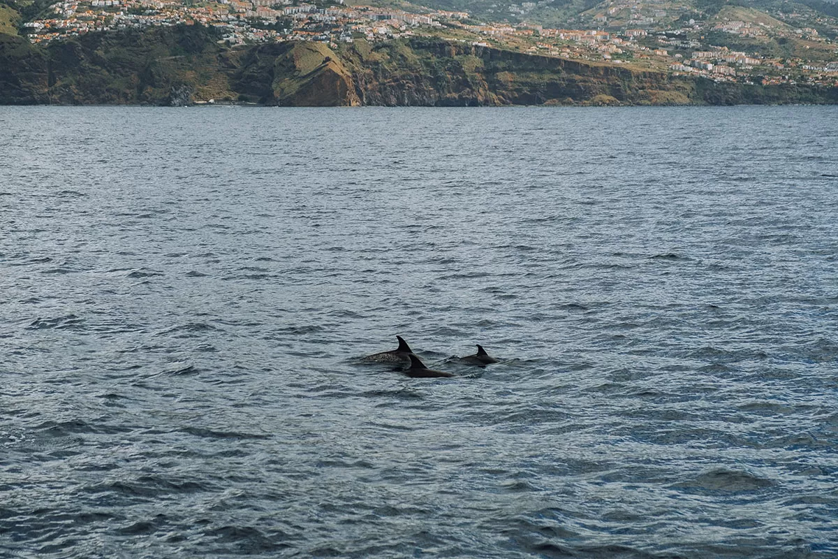 Things to do in Funchal Madeira - Dolphin cruise - Pod of dolphins