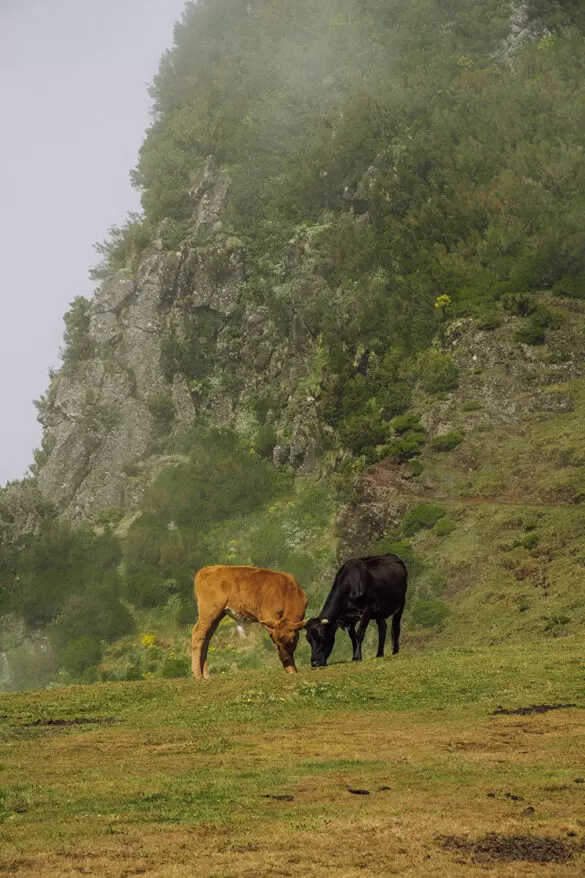 Things to do in Madeira - Laurisilva de Madeira - Fanal Forest - Cows