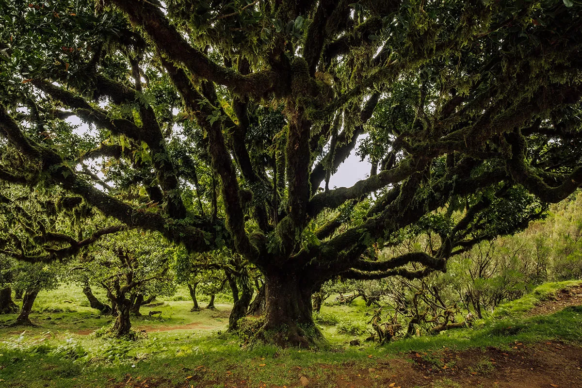 Things to do in Madeira - Laurisilva de Madeira - Fanal Forest - Trees