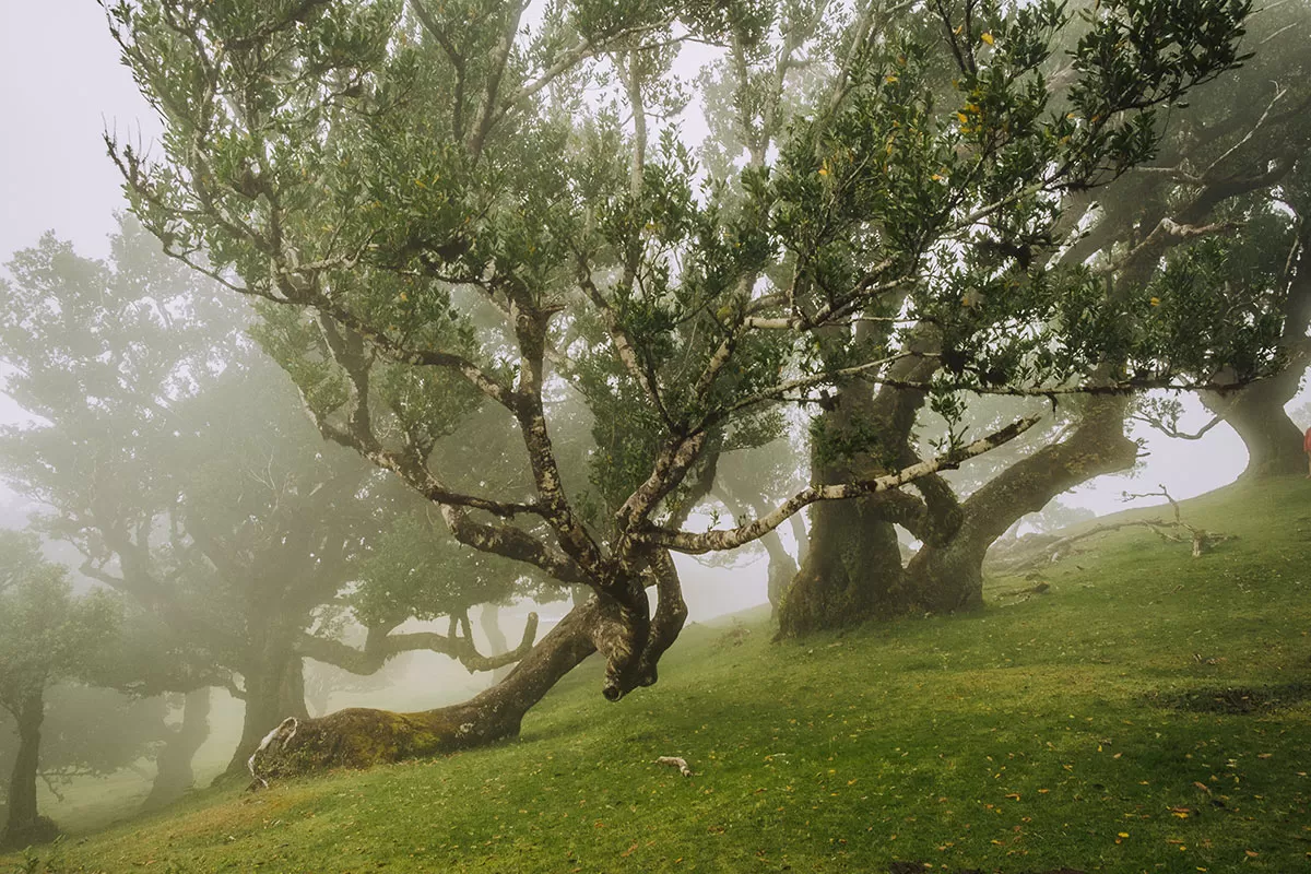 Things to do in Madeira - Laurisilva de Madeira - Fanal Forest misty