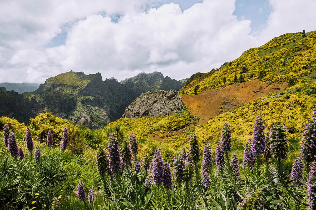 Things to do in Madeira - Miradouro do Paredão - Flowers
