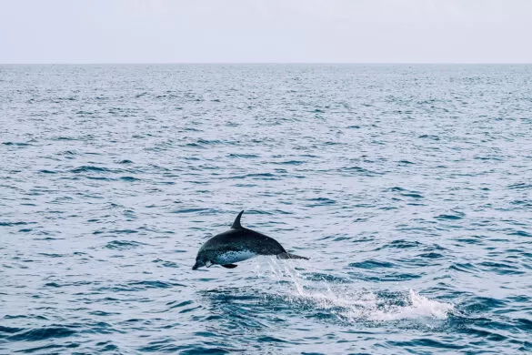 Things to do in Madeira - On Tales Private dolphin cruise