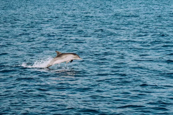 Things to do in Madeira - On Tales Private dolphin cruise - Dolphine leaping out of water