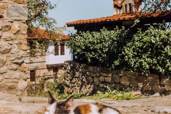 Things to do in Thessaloniki - Day trip to Palaios Panteleimonas - Cat sleeping on road