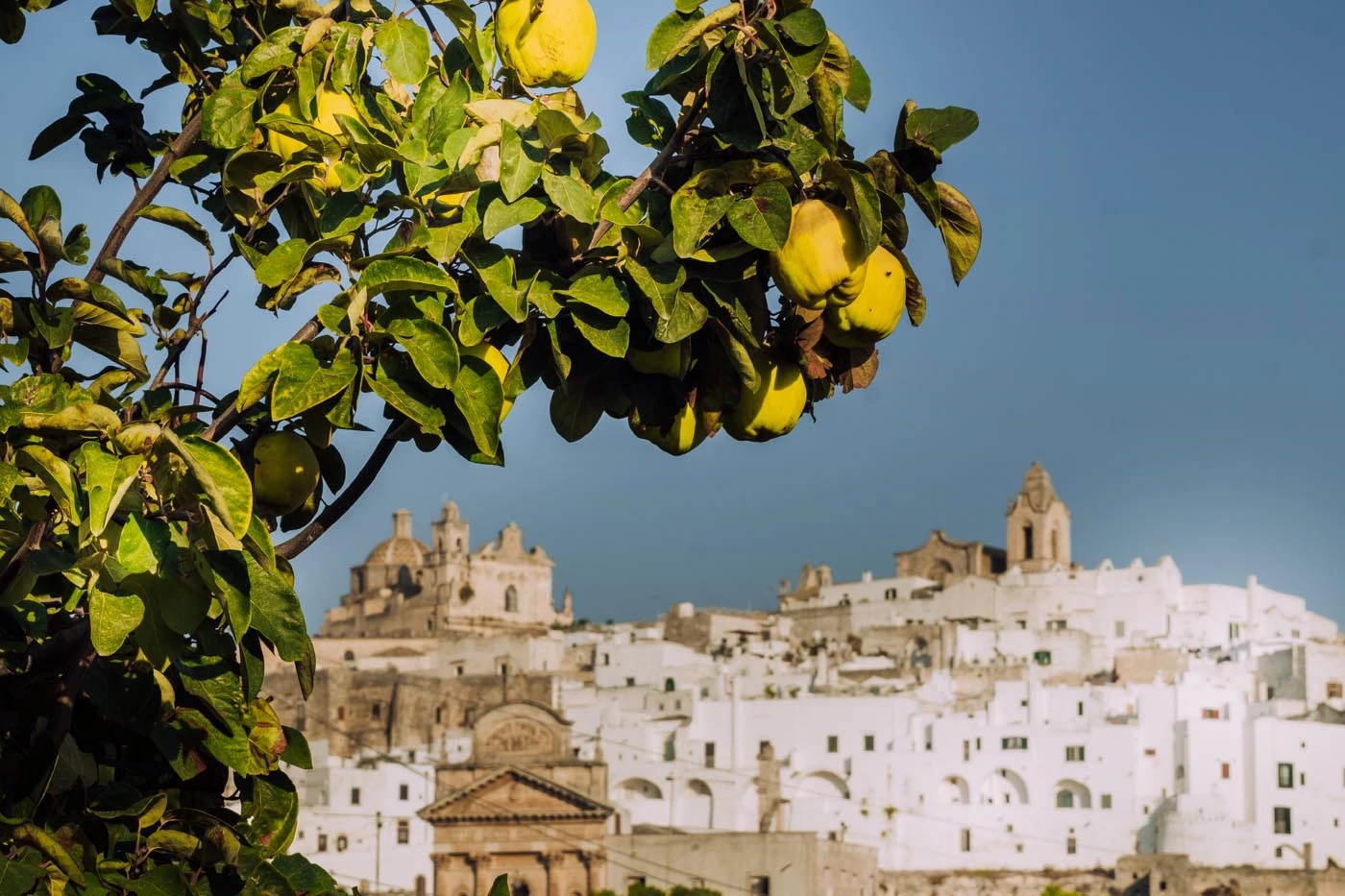 Things to do in Ostuni - Apple tree