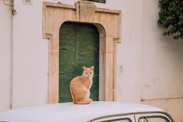 Things to do in Ostuni - Cat sitting on car
