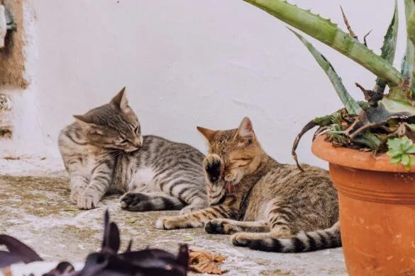 Things to do in Ostuni - Cats sleeping