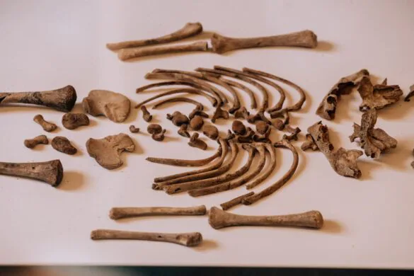 Things to do in Ostuni - Museum of Preclassic Civilizations of the Southern Murgia - Baby bones
