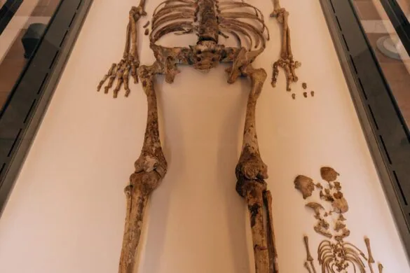 Things to do in Ostuni - Museum of Preclassic Civilizations of the Southern Murgia - Skeleton of mother and baby