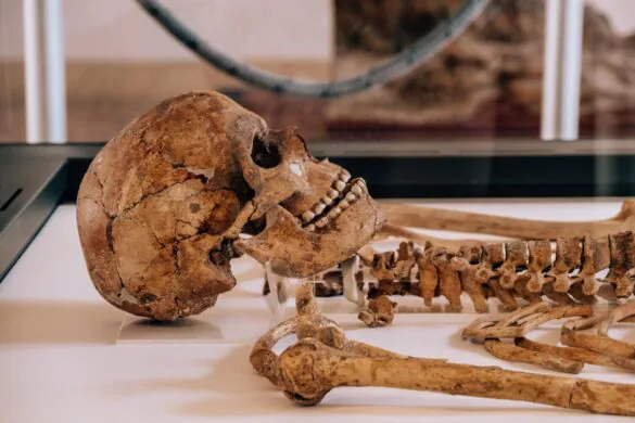 Things to do in Ostuni - Museum of Preclassic Civilizations of the Southern Murgia - Skull