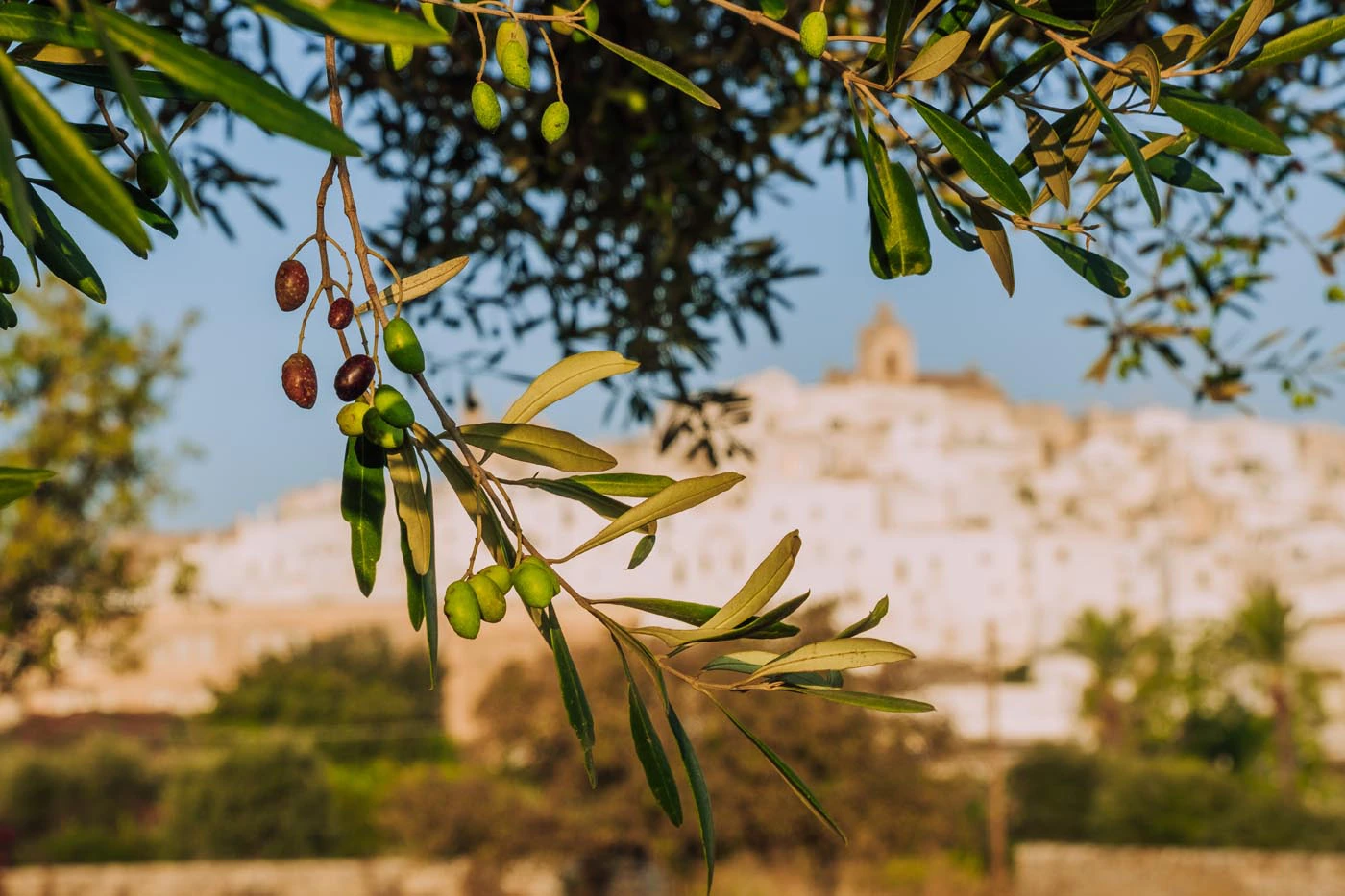 Things to do in Ostuni - Olive tree with Ostuni in background